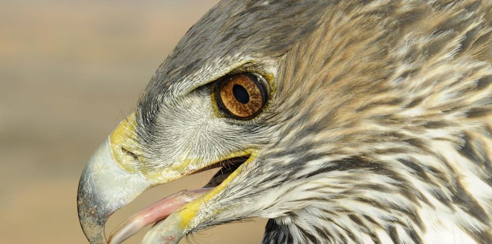 Aparece muerto en Soria un ejemplar de águila perdicera de la población aragonesa