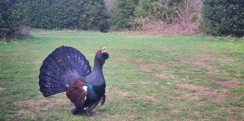 Muere un macho de urogallo en Benasque