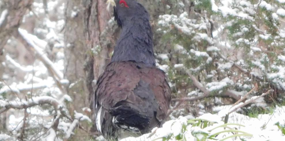 Muere un macho de urogallo en Benasque