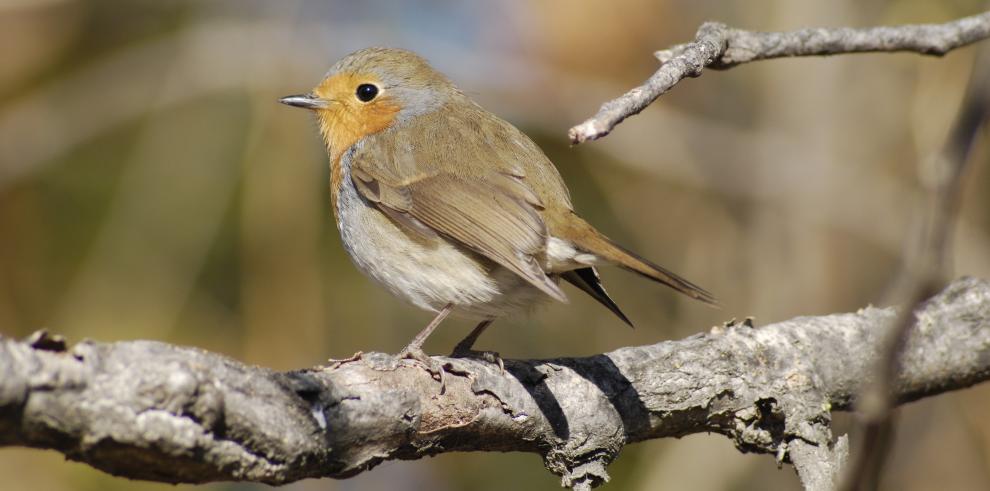 Los centros de la Red Natural de Aragón celebran el Día Mundial de las Aves