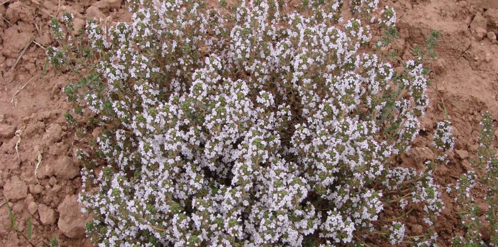 El Ayuntamiento de Jaca y el CITA colaboran en un proyecto para estudiar el potencial económico del cultivo de plantas aromático-medicinales