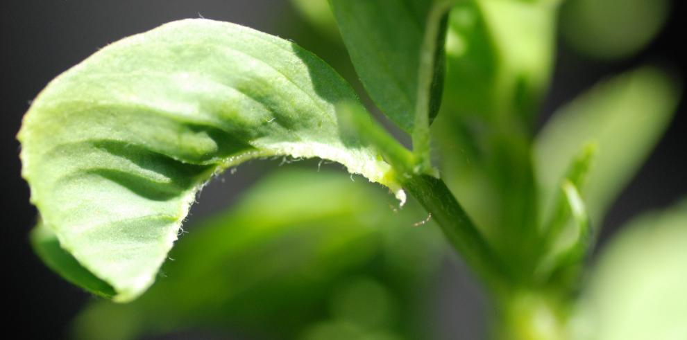 Las virosis de la alfalfa, objeto de una investigación multidisciplinar