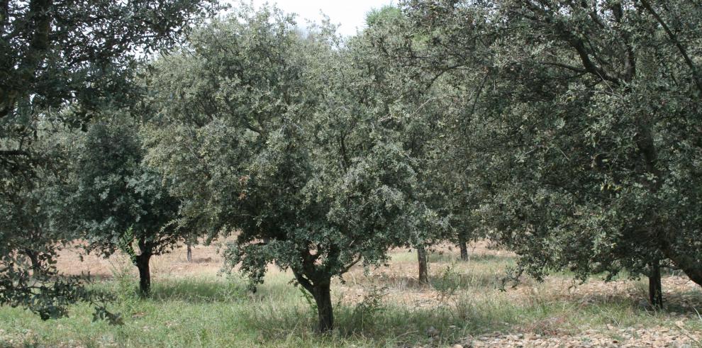 El CITA trabaja en el desarrollo de nuevos sensores para optimizar el calendario de riego en plantaciones truferas 