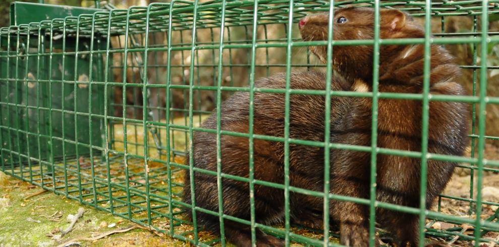 Aragón frena la expansión de una especie invasora como el visón americano