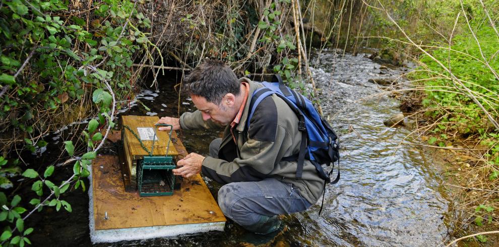 Aragón frena la expansión de una especie invasora como el visón americano