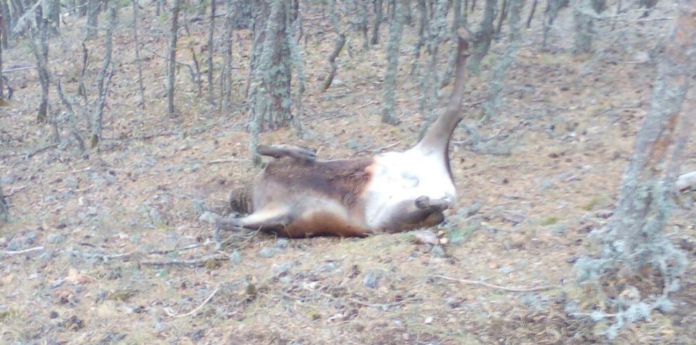 Desarrollo Rural refuerza la vigilancia en los Montes Universales