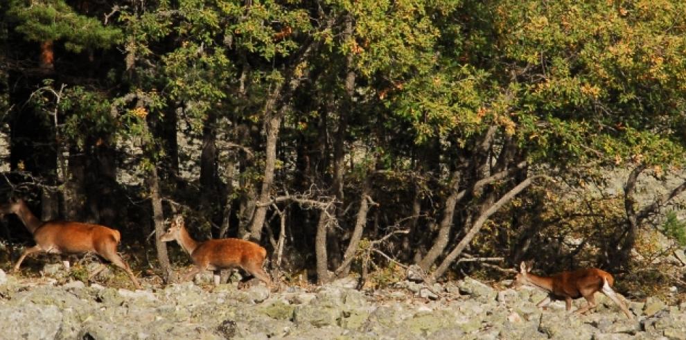 Desarrollo Rural refuerza la vigilancia en los Montes Universales