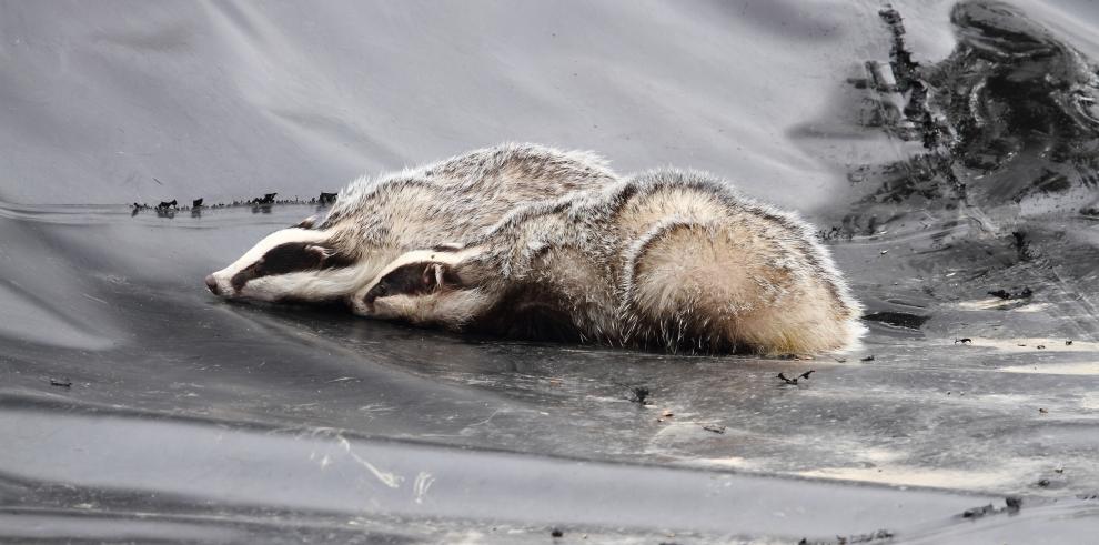 Sostenibilidad alerta del peligro de las balsas de agua forradas de plástico para la fauna silvestre