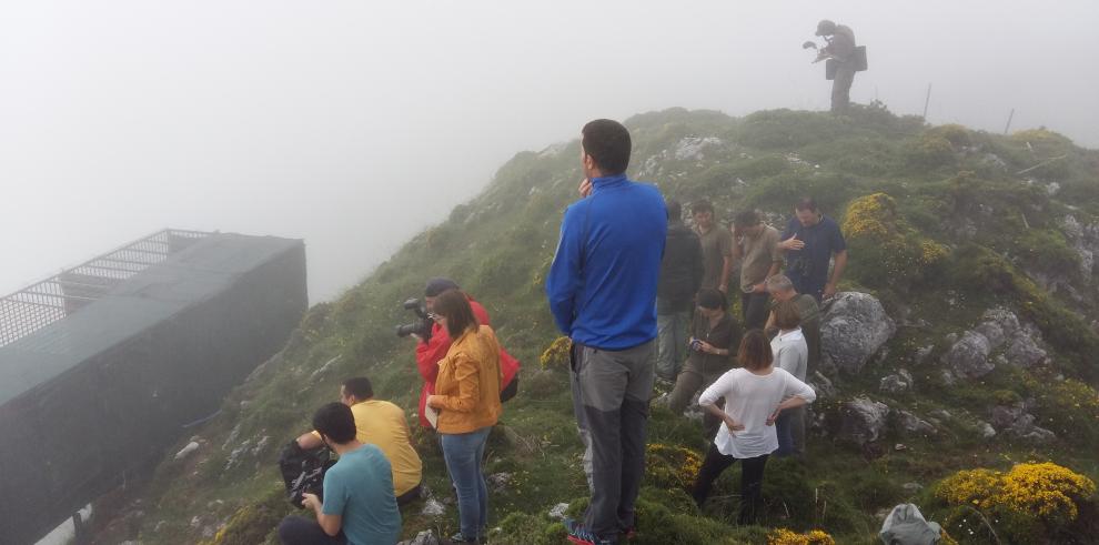 Aragón facilita este año la suelta de cinco nuevos ejemplares de quebrantahuesos en los Picos de Europa para constituir, con 13, una colonia repobladora