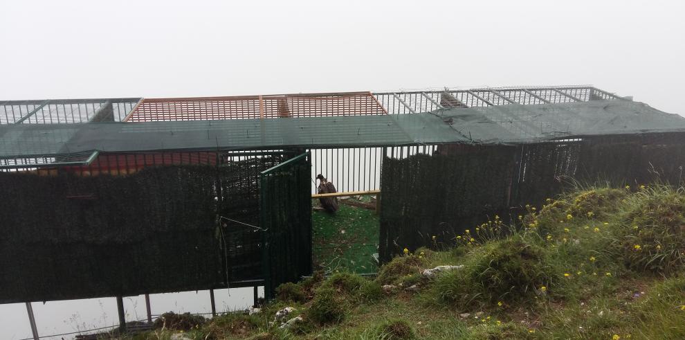 Aragón facilita este año la suelta de cinco nuevos ejemplares de quebrantahuesos en los Picos de Europa para constituir, con 13, una colonia repobladora