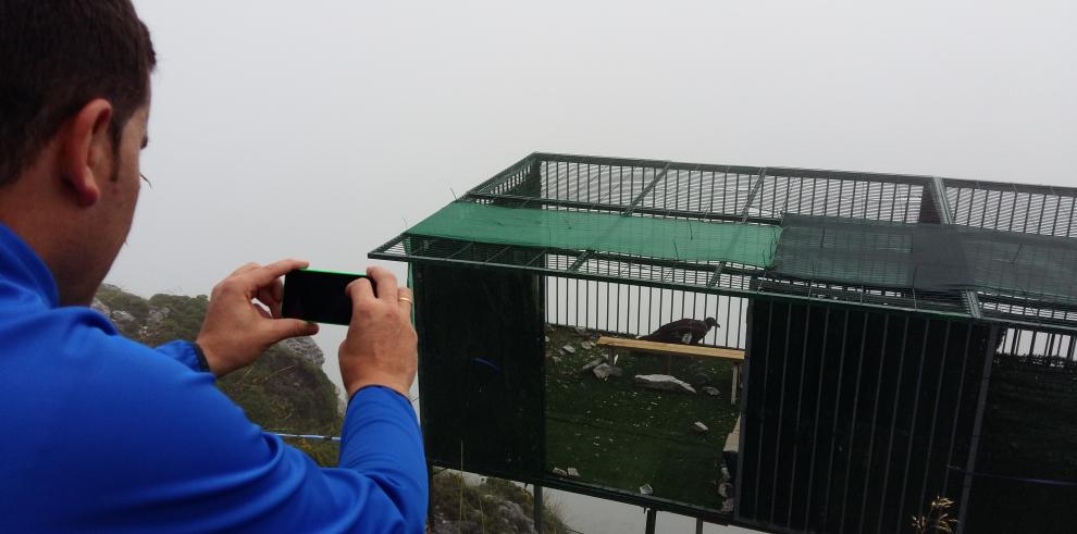 Aragón facilita este año la suelta de cinco nuevos ejemplares de quebrantahuesos en los Picos de Europa para constituir, con 13, una colonia repobladora