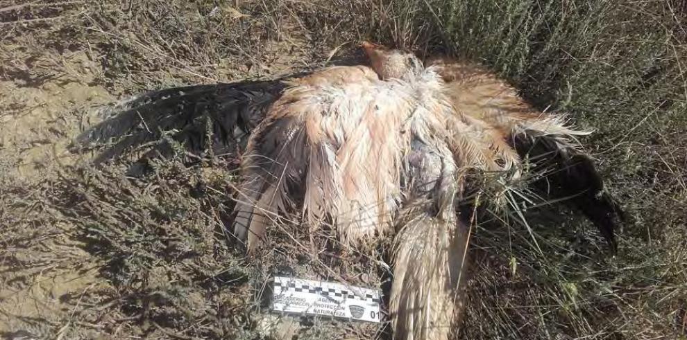 Grave caso de envenenamiento de fauna amenazada en Torralba de Aragón