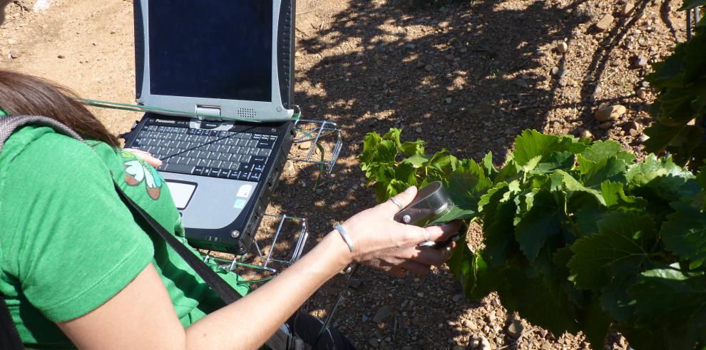 La inversión en I+D+i en riego inteligente permite obtener vinos de mayor calidad