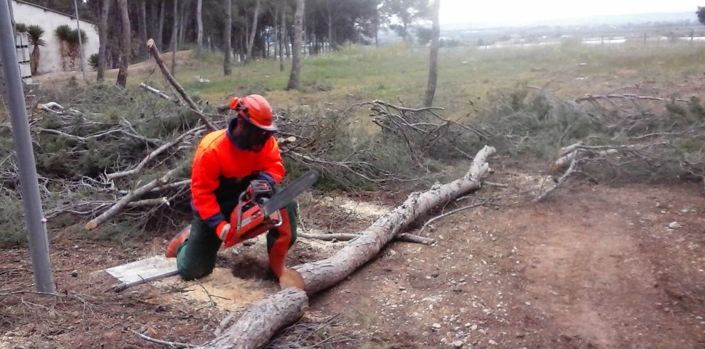 Alumnos de Gestión Forestal y de Medio Natural sanean el pinar del Hospital Royo Villanova