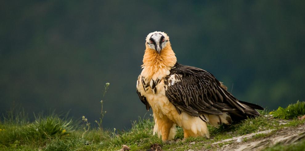 Las rutas ornitológicas de Aragón se promocionan en la Feria Birdfair en Rutland