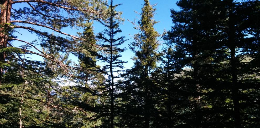 La tala en el abetal de Laspuña cuenta con todas las garantías medioambientales precisas y permitirá un importante saneamiento del bosque, muy afectado por el muérdago