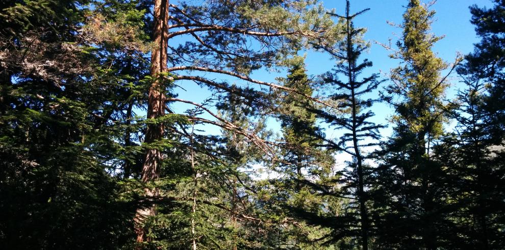 La tala en el abetal de Laspuña cuenta con todas las garantías medioambientales precisas y permitirá un importante saneamiento del bosque, muy afectado por el muérdago