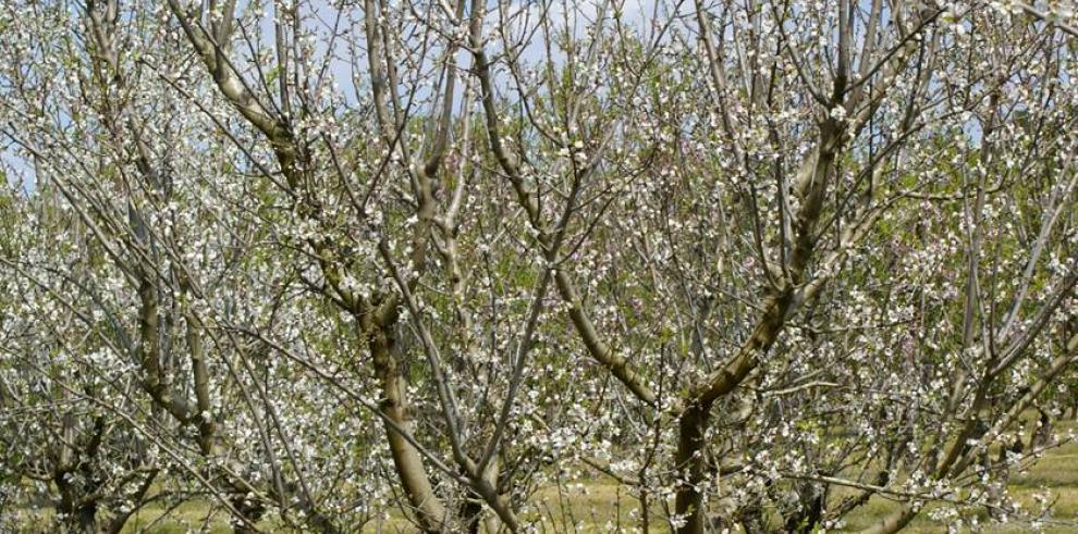 El CITA participa en un proyecto internacional de genoma del almendro