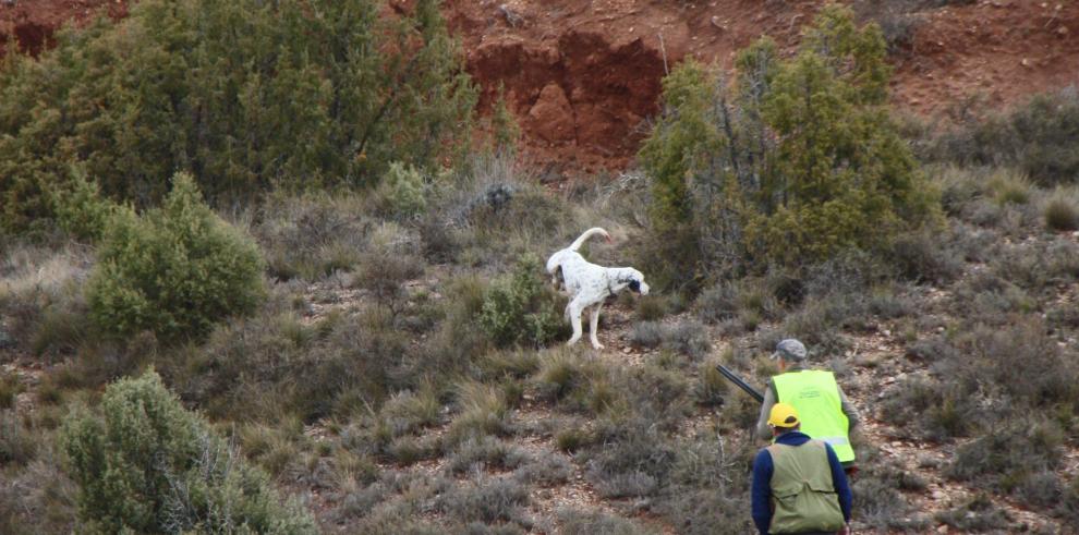 El Plan General de Caza de Aragón para la presente temporada incluye novedades destinadas a prevenir daños agrícolas, sanitarios o medioambientales