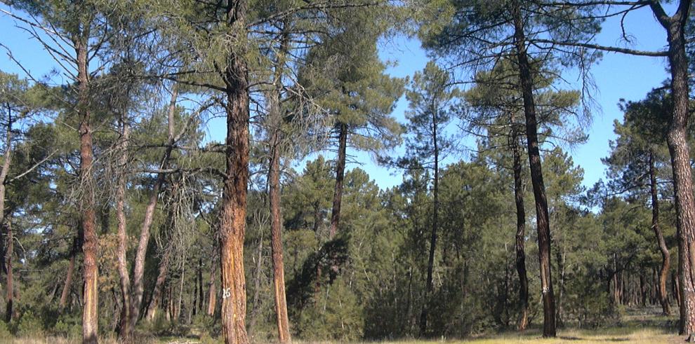 El CITA participó en el Comité Forestas de la FAO