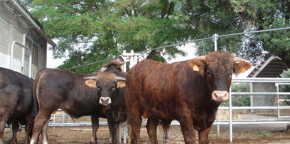 El CITA trabaja para mejorar la terneza, veteado y vida útil de la carne de ternera