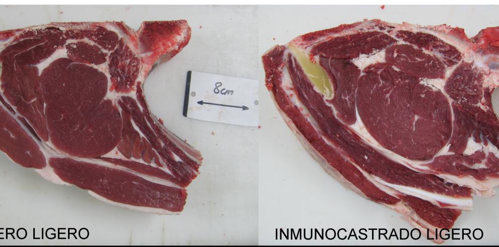 El CITA trabaja para mejorar la terneza, veteado y vida útil de la carne de ternera