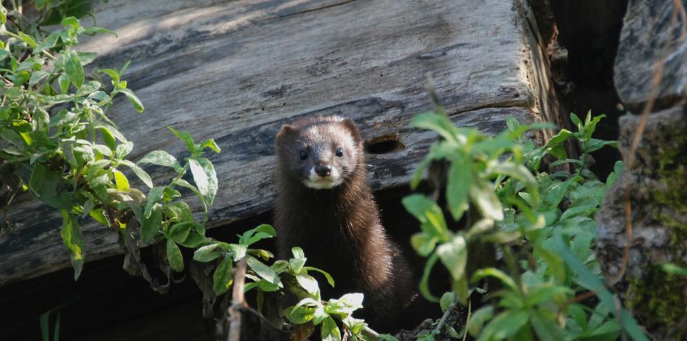 Llegan a Aragón las dos primeras hembras de visón europeo del proyecto de cría en cautividad de esta especie en peligro de extinción