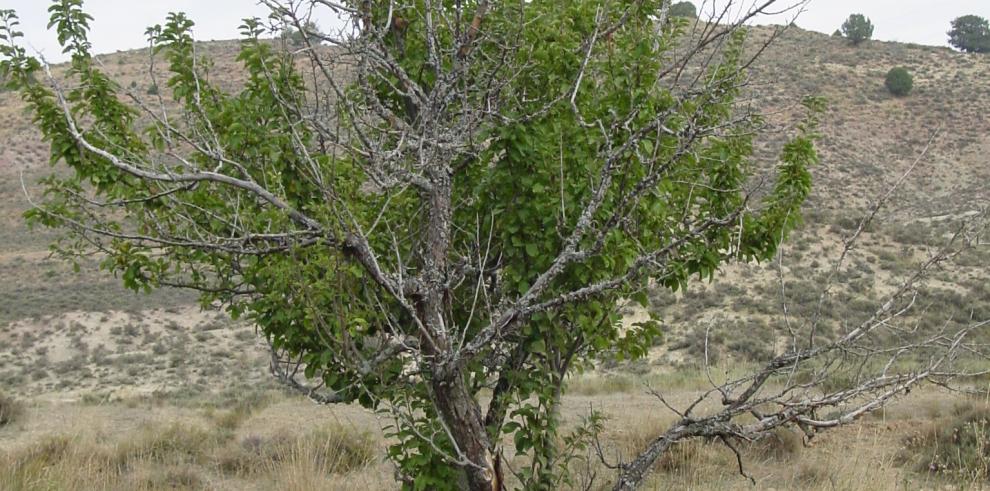 El CITA trabaja en la recuperación de frutales autóctonos en la provincia de Teruel  y su puesta en  valor