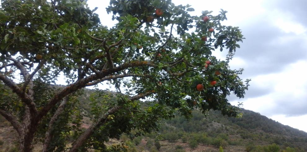 El CITA trabaja en la recuperación de frutales autóctonos en la provincia de Teruel  y su puesta en  valor