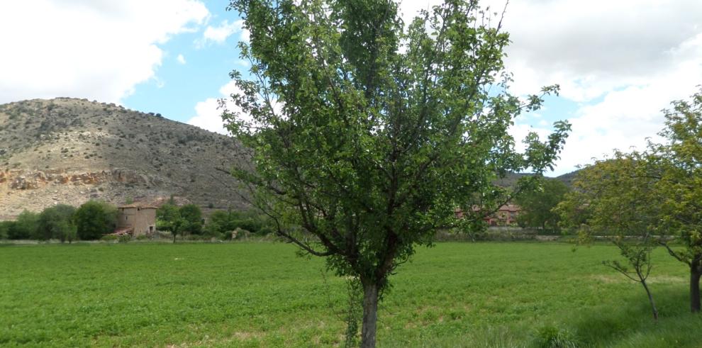 El CITA trabaja en la recuperación de frutales autóctonos en la provincia de Teruel  y su puesta en  valor