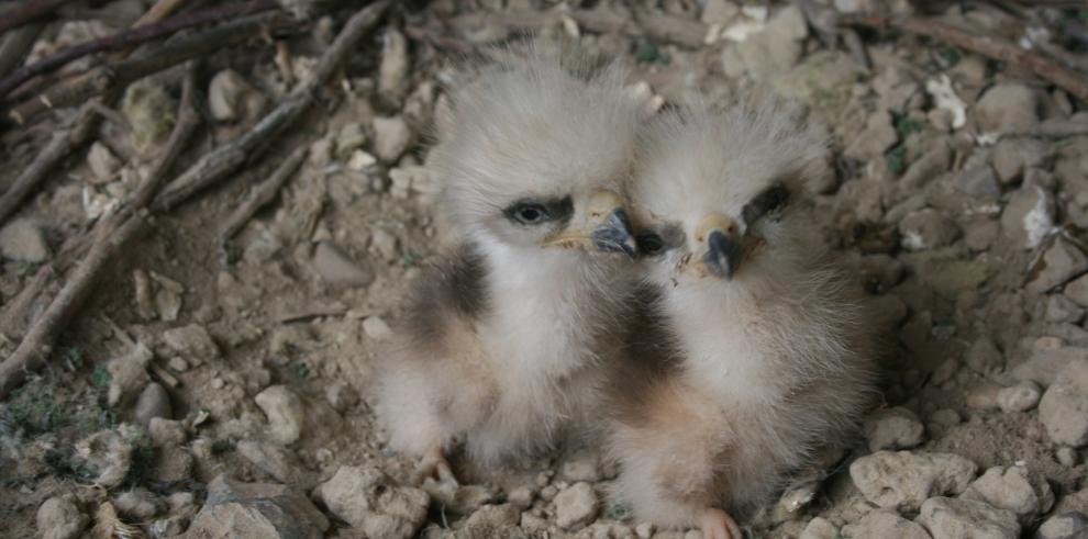 Nacen los primero pollos del programa de cría en cautividad de milano real de este año 