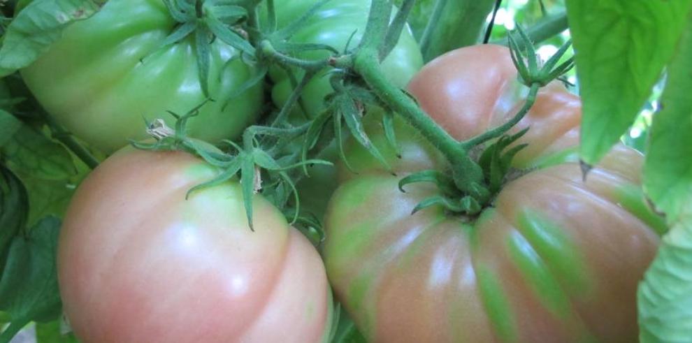 El CITA trabaja en las necesidades de productores y consumidores de Tomate Rosa de Barbastro