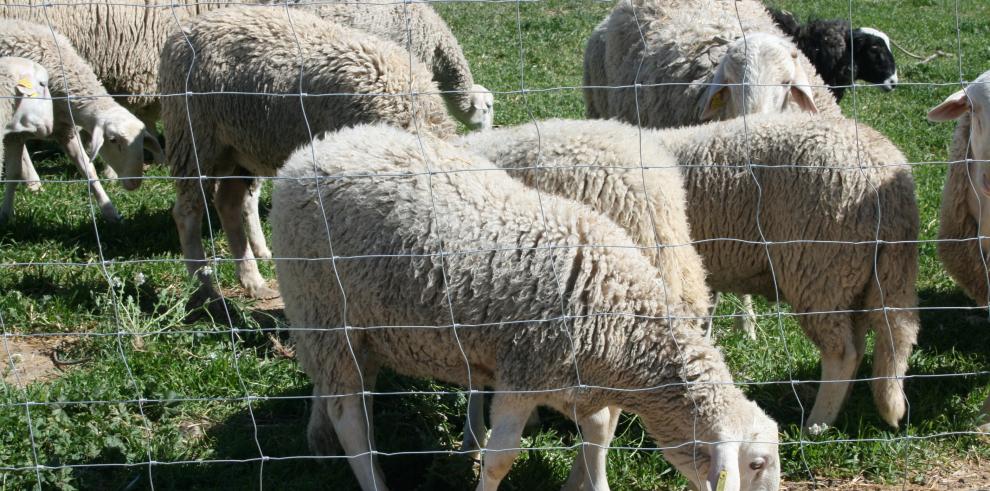 En 10 días termina el plazo para solicitar las ayudas del Departamento de Desarrollo Rural y Sostenibilidad para cooperación entre agentes del sector agrario