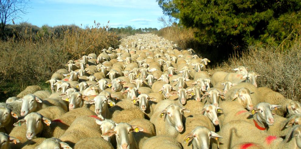 El CITA lidera un proyecto europeo para mejorar la viabilidad de la ganadería ovina autóctona transpirenaica