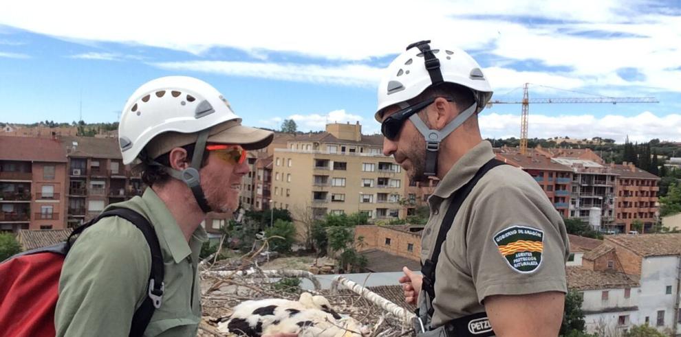 Agentes de protección de la naturaleza desmantelan un nido de cigüeña ubicado sobre una grúa