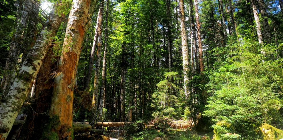 Los bosques maduros como referencia para la evaluación del estado de conservación de los hábitats forestales