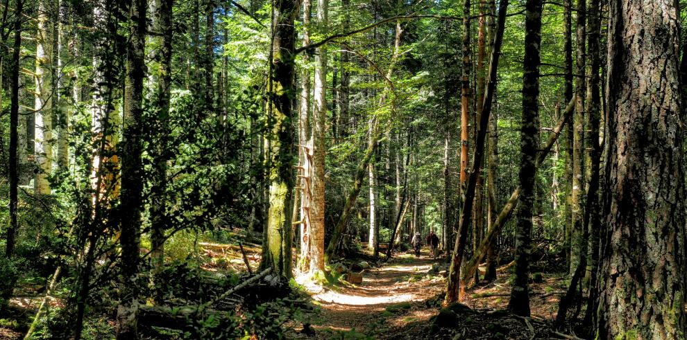 Los bosques maduros como referencia para la evaluación del estado de conservación de los hábitats forestales