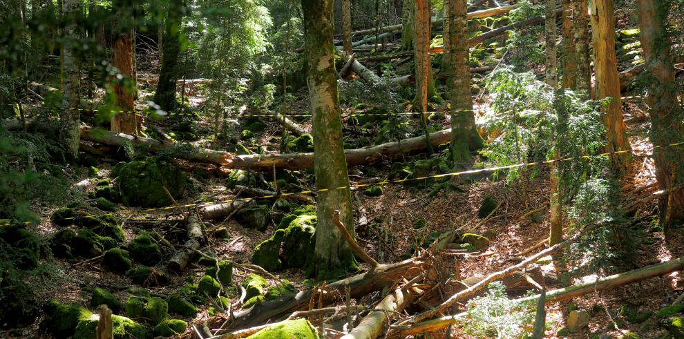 Los bosques maduros como referencia para la evaluación del estado de conservación de los hábitats forestales