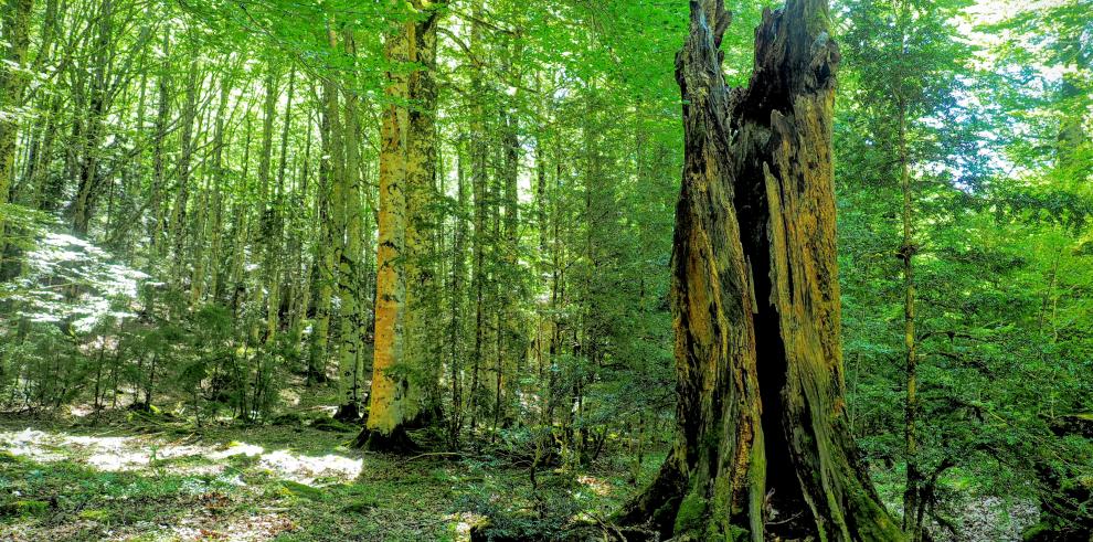 Los bosques maduros como referencia para la evaluación del estado de conservación de los hábitats forestales