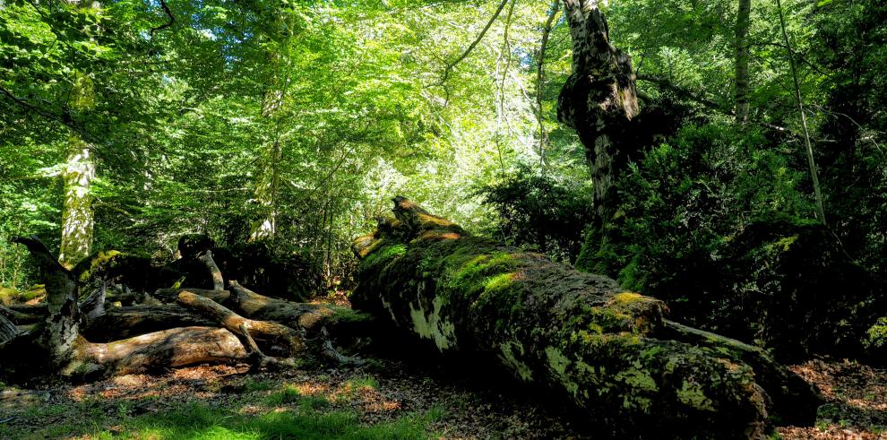 Los bosques maduros como referencia para la evaluación del estado de conservación de los hábitats forestales