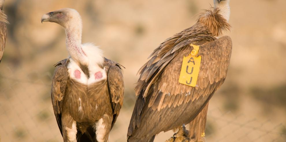  Los buitres aragoneses ayudan a elaborar mapas de contaminación ambiental