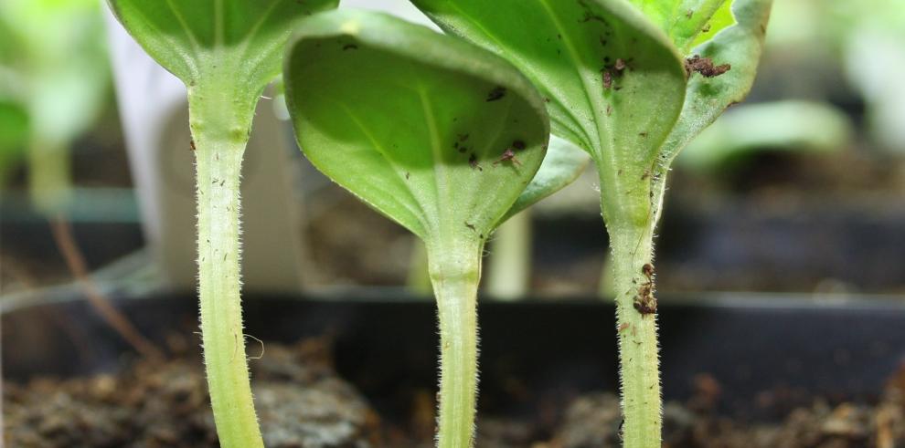 Aragón, Andalucía y la Comunidad Valenciana investigan sobre el control de enfermedades en melón y sandía 