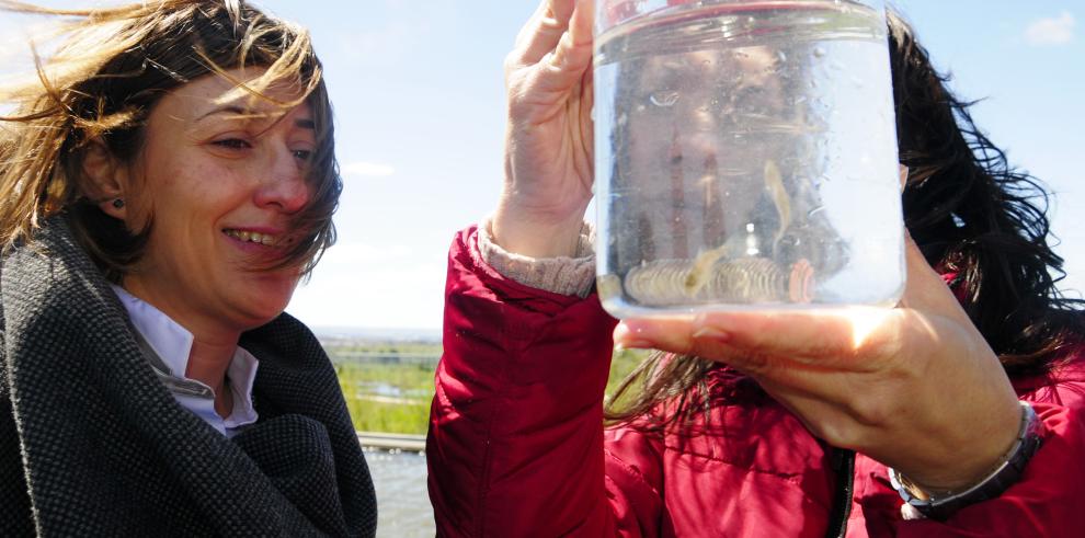 El Gobierno de Aragón protege la conservación de un molusco de río en peligro de extinción llamado margaritona, ayudado por el pez fraile