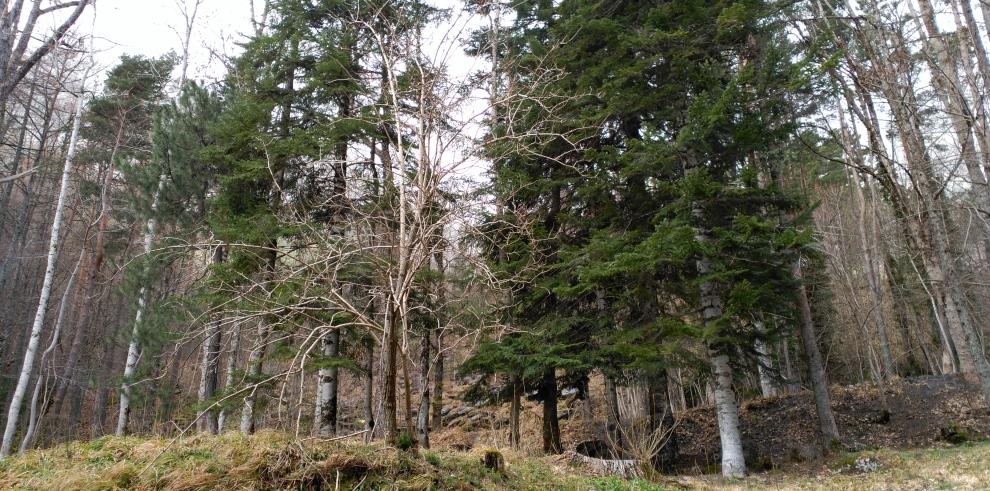 El Día del Árbol, una tradición centenaria de compromiso con el medio ambiente 