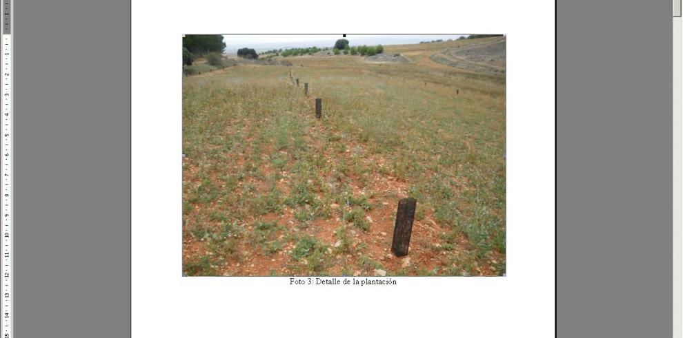 El Gobierno de Aragón inicia mañana la reforestación en 140 hectáreas de monte en  Torremocha