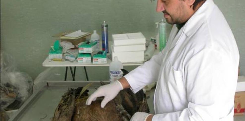 El Centro de Recuperación de Fauna Silvestre de La Alfranca atendió en 2014 a más de 1.760 animales, un 19% más que el año anterior 