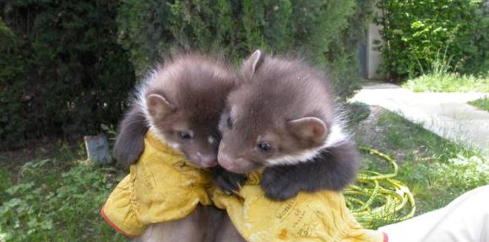 El Centro de Recuperación de Fauna Silvestre de La Alfranca atendió en 2014 a más de 1.760 animales, un 19% más que el año anterior 