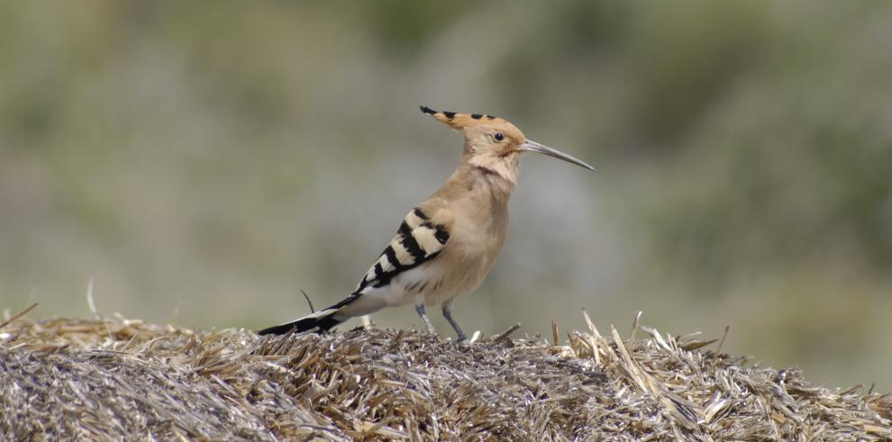 Los espacios naturales protegidos de Aragón celebran el Día Mundial de las Aves