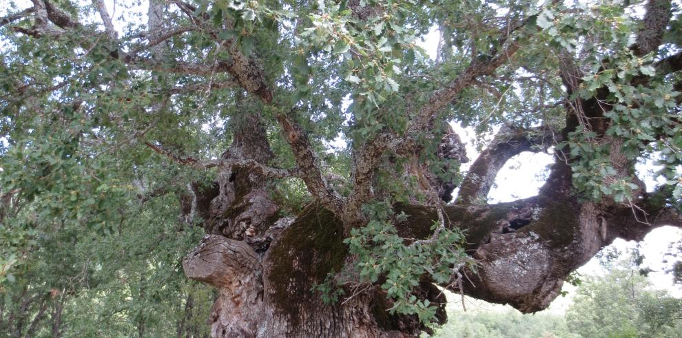 Nuevo  Decreto de árboles y arboledas singulares de Aragón