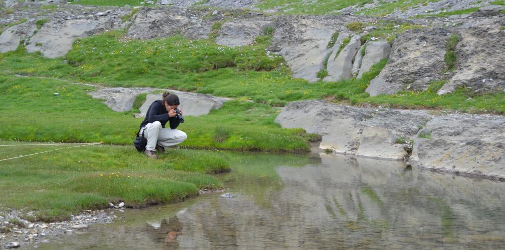 Los visitantes de los Espacios Naturales Protegidos de Aragón ayudan a recoger datos sobre la mariposa apolo 